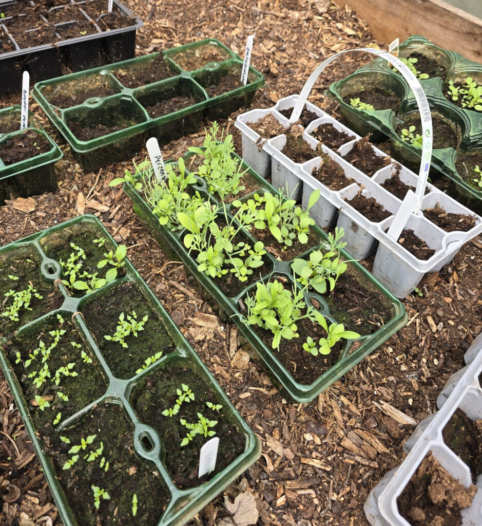 Lots of seed trays on the floor at the allotment.