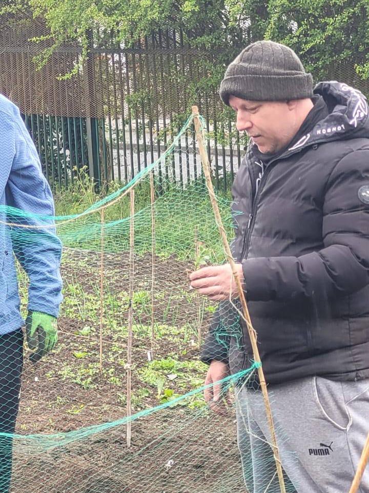 Person holding bamboo cane next to netted pea frame – A man in a black puffer jacket and grey joggers works on securing a bamboo cane to a green netting structure in the allotment.