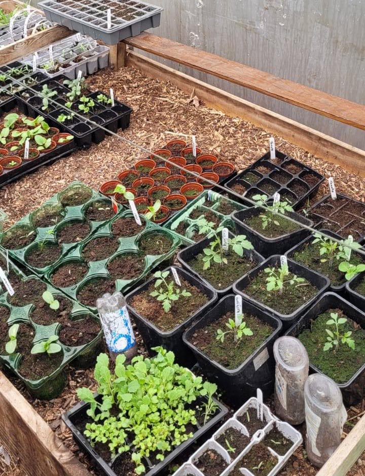 Seedlings in trays – A variety of young vegetable and flower seedlings growing in labelled pots and trays inside a polytunnel.