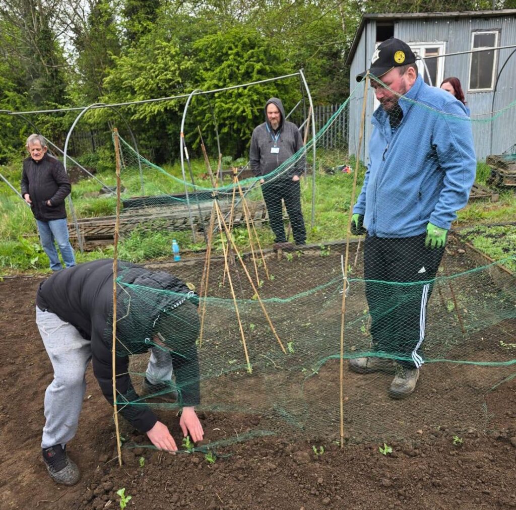 Group gardening with netting frame – A group of people work together to plant out seedlings and build a netted support frame using bamboo canes.