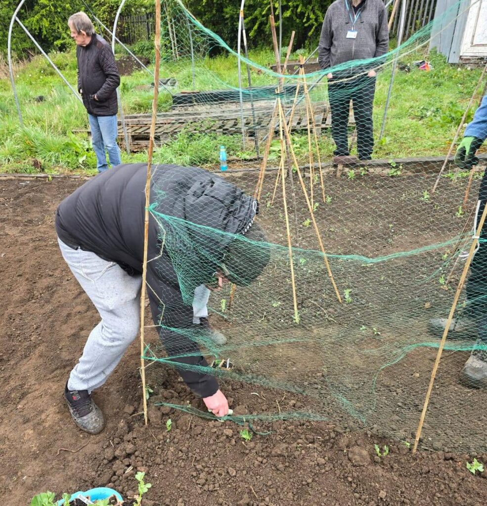 Planting peas under netting – A man crouches to plant seedlings beneath a netting frame while others look on and assist.