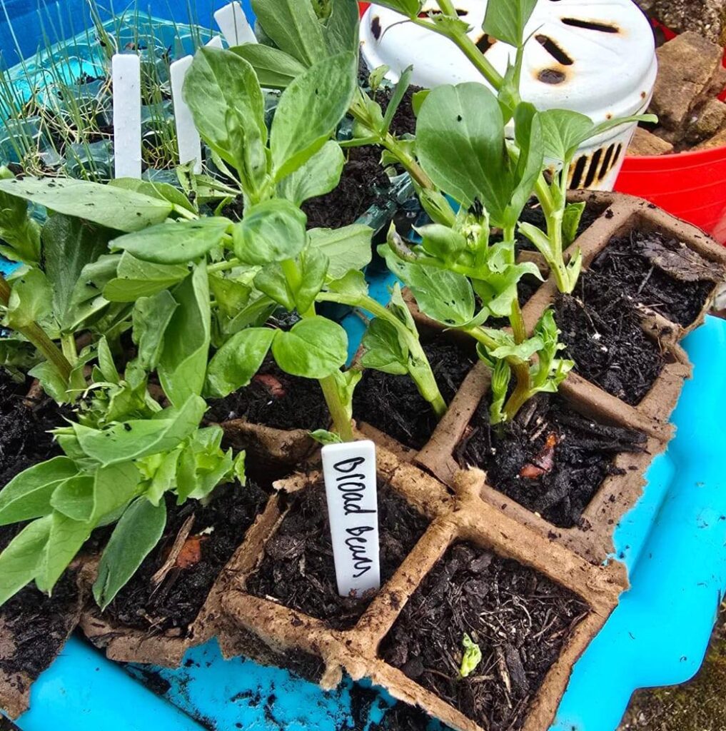 Close-up of broad bean seedlings – Broad bean seedlings in biodegradable pots labelled with a white plant tag.