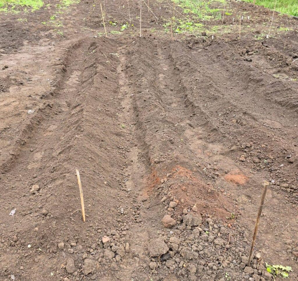Freshly earthed-up potato beds – Neat ridges of soil formed into rows for growing potatoes, with bamboo markers at each end.