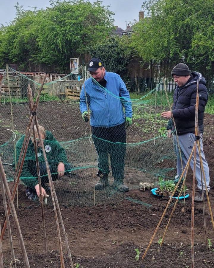 Team building netting around frame – A support worker and two men add netting to a bamboo structure to support broad bean plants.