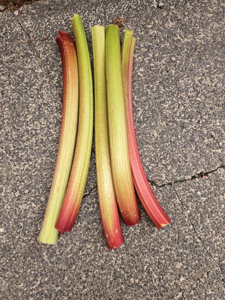Six freshly harvested rhubarb stalks with red and green colouring laid out on a rough concrete surface.
