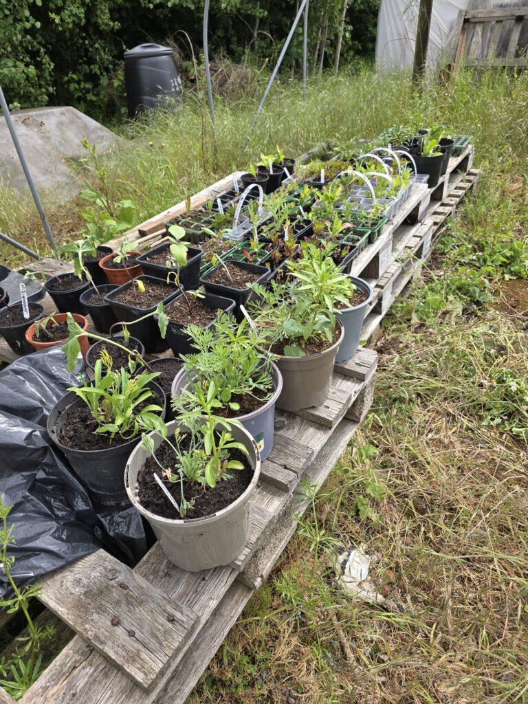 A wide view of young vegetable and flower plants growing in pots arranged on wooden pallets outdoors near a polytunnel.
