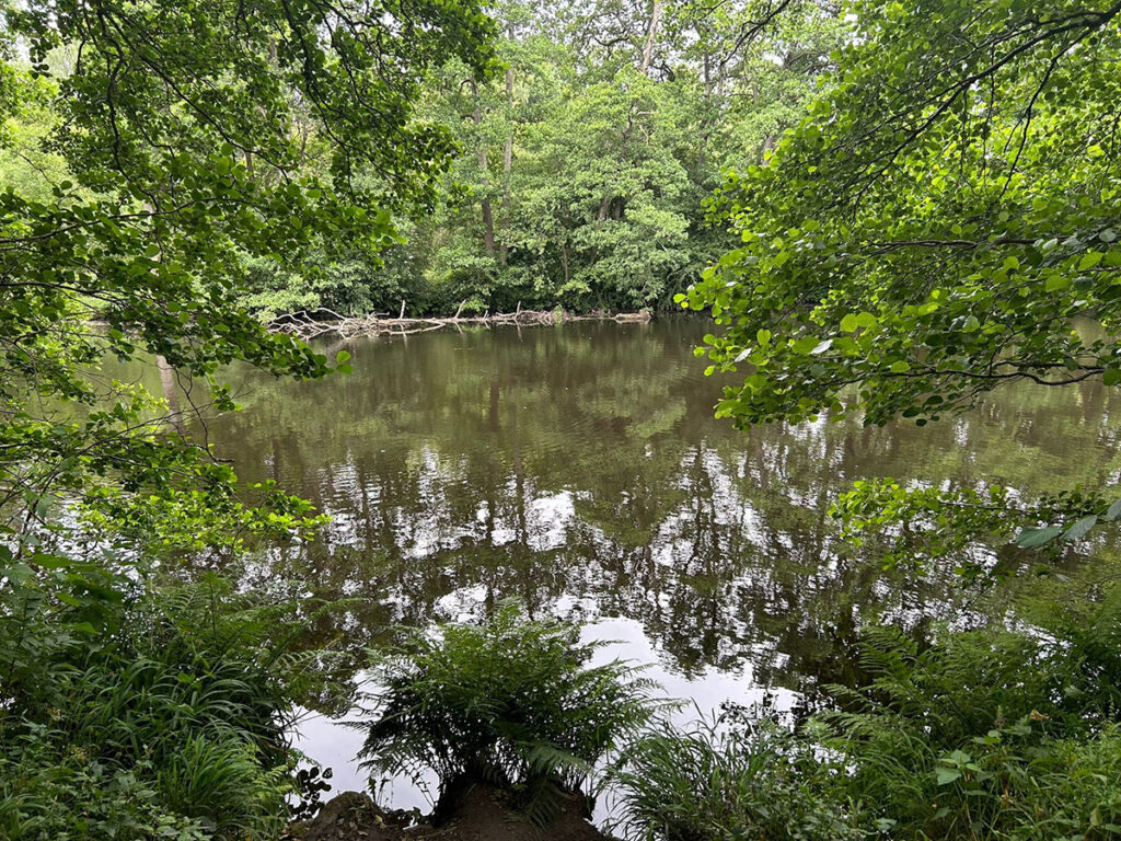 A still, tree-lined section of the River Derwent reflects the surrounding greenery on a peaceful overcast day.