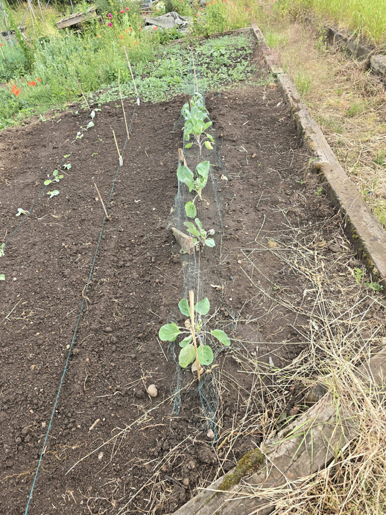 Neatly planted row of young cabbage or brassica seedlings protected with netting in a freshly raked garden bed.