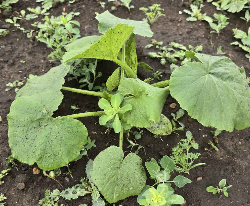 Large green courgette or squash plant growing healthily among weeds and wild seedlings in dark soil.