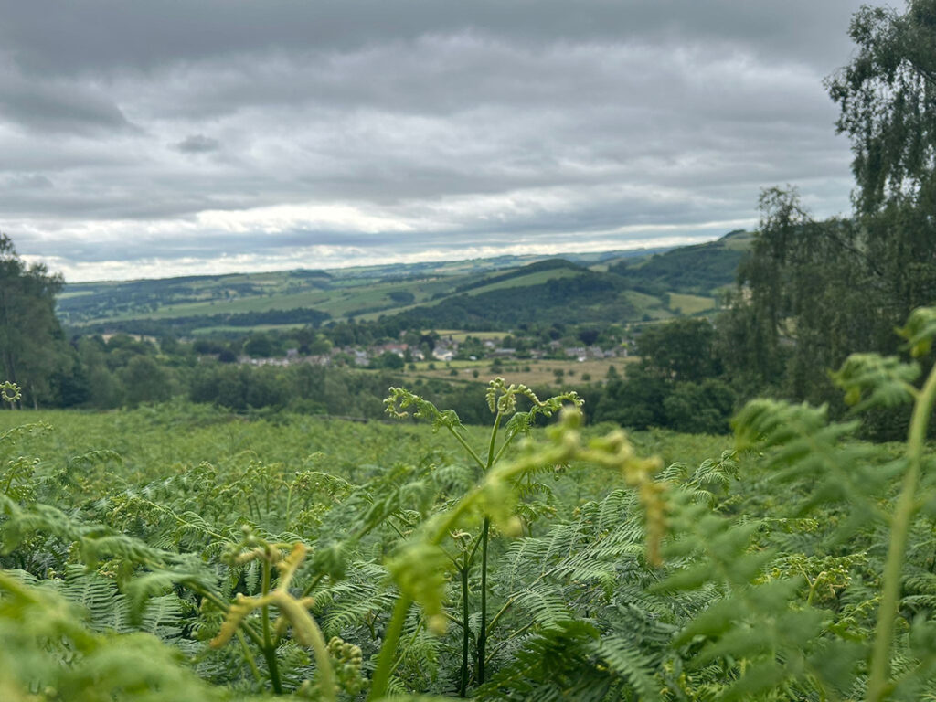 A close-up of bracken in the foreground with a soft-focus view of the Derwent Valley and surrounding hills beyond.